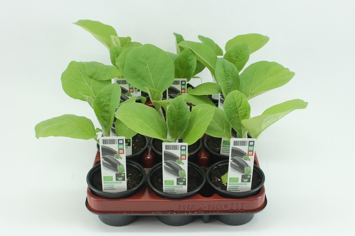 <h4>BKH groente 50400 bio Aubergine</h4>