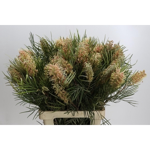 Grevillea 'Coastal Sunset'