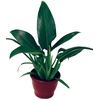 PHILODENDRON PACOVA P20