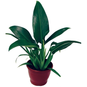 PHILODENDRON PACOVA P20