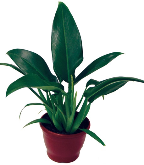 <h4>PHILODENDRON PACOVA P20</h4>
