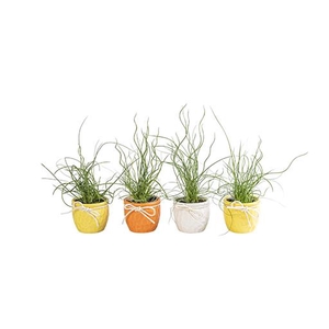 JUNCUS P6 L 65867