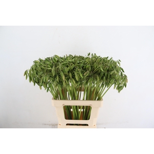 AGAP SEEDS 65CM