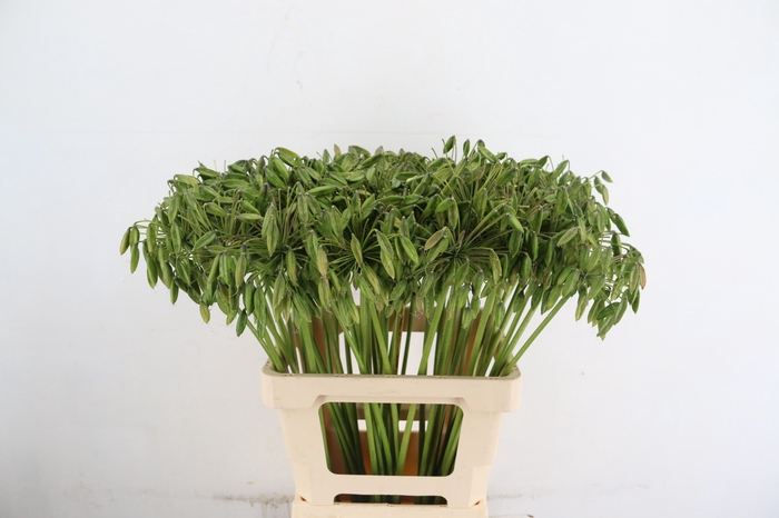 <h4>AGAP SEEDS 65CM</h4>