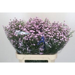 Aster Baby Pink Pearl
