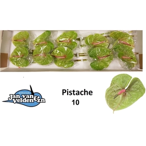 Pistache 10