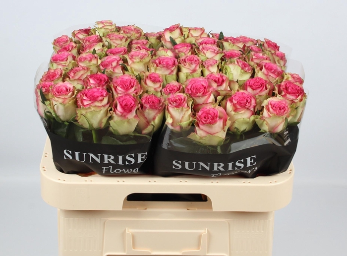 <h4>R GR MONIQUE</h4>