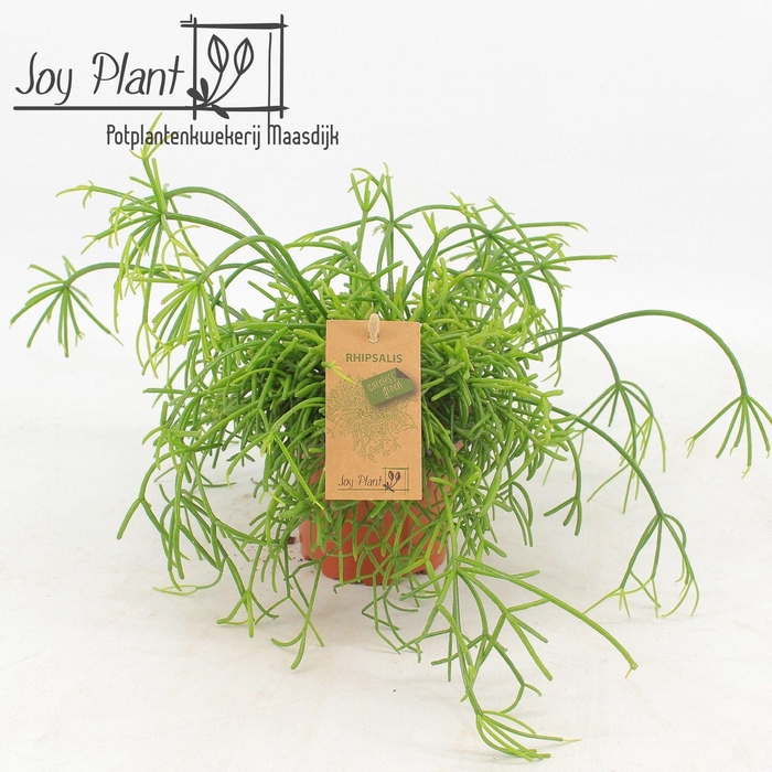 <h4>Rhipsalis baccifera 'Oasis'</h4>