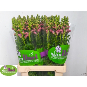 Antir Antib D Orange