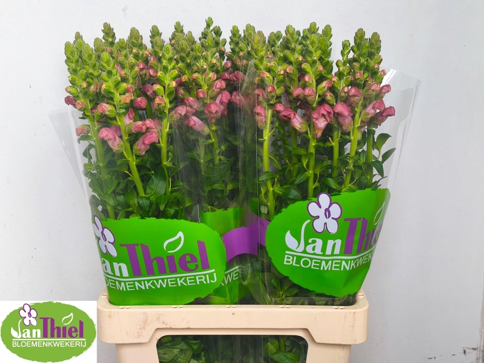 <h4>Antir Antib D Orange</h4>