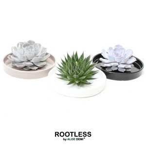 ROOTLESS Succulent, Panda bowl