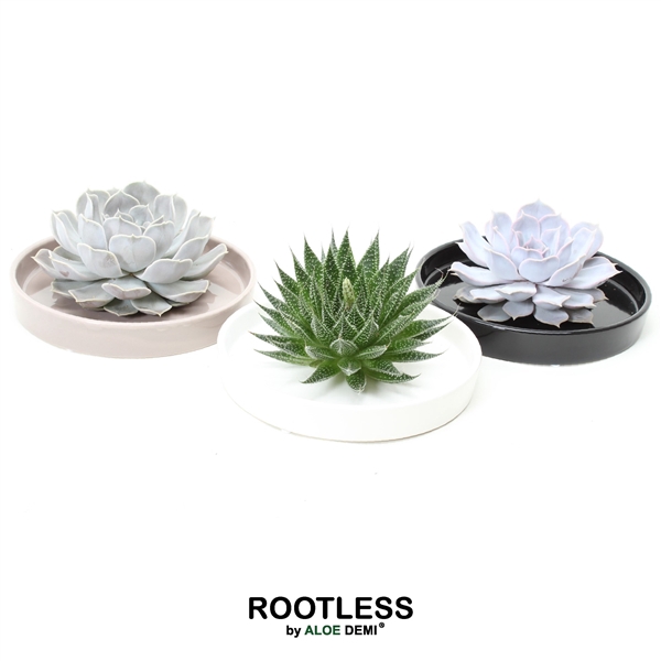 <h4>ROOTLESS Succulent, Panda bowl</h4>