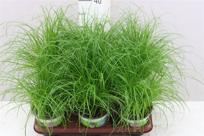 <h4>Cyperus Alt Zumula</h4>