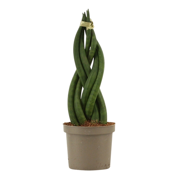 <h4>Sansevieria Cylindrica 9 cm Braid</h4>