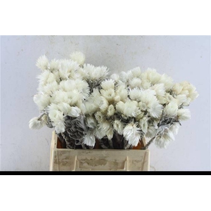 KAPGRUEN / SERR WEISS