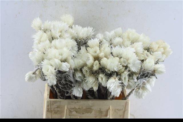 <h4>KAPGRUEN / SERR WEISS</h4>