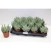 Aloe Humilis