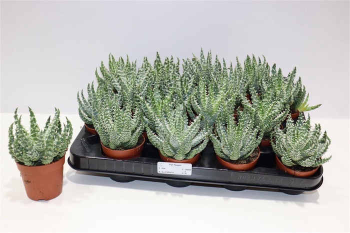 Aloe Humilis