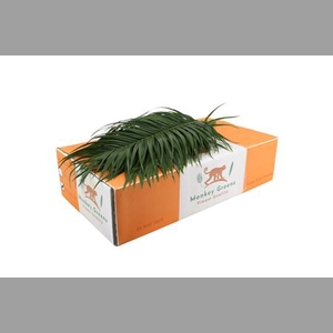 Phoenix 60cm