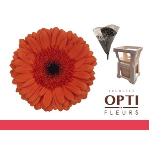 Gerbera Capella Water / Hoes