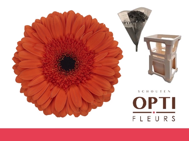 <h4>GE GR CAPELLA-Water hoes ongelijk</h4>