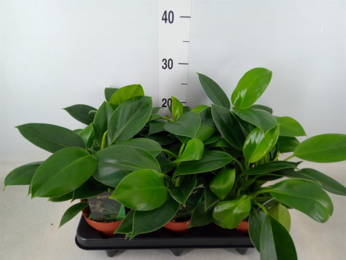 <h4>Philodendron 'Green Princess'</h4>