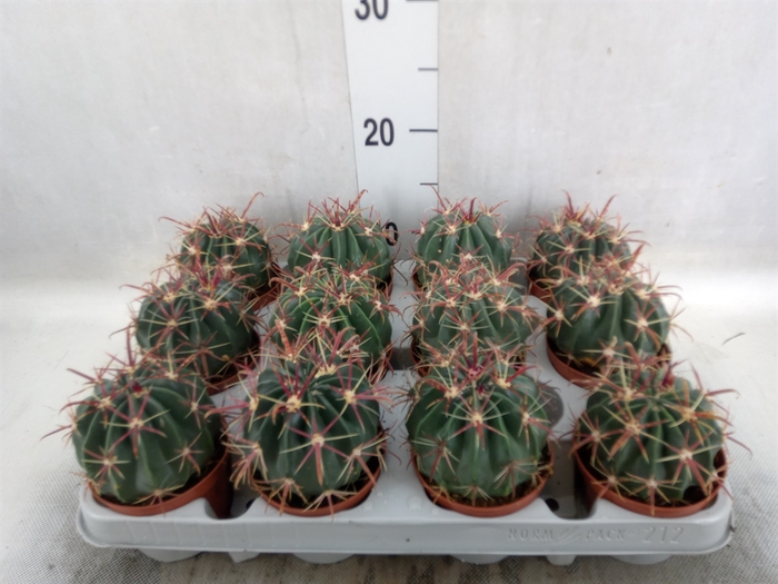 <h4>Ferocactus latispinus</h4>