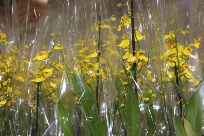 <h4>ONCIDIUM ALOHA P12</h4>