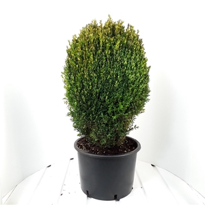 Buxus sempervirens ei-vorm 70-80cm