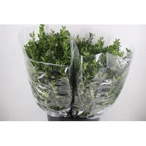 Buxus Green P Bunch