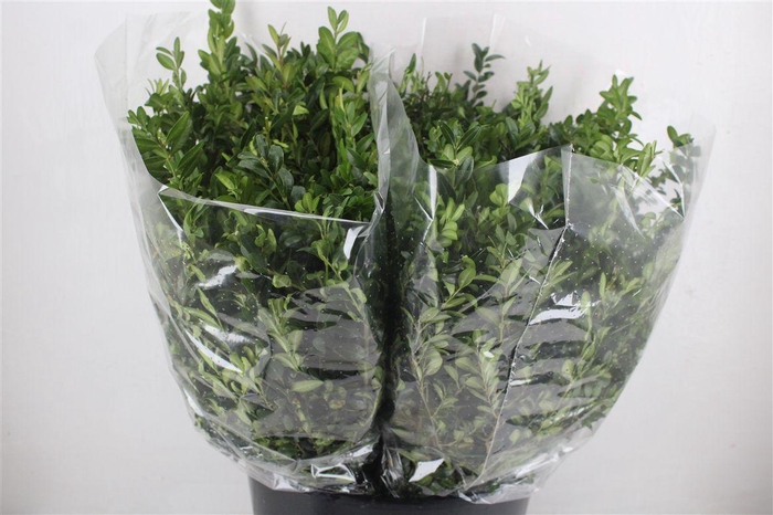 <h4>Buxus Green P Bunch</h4>