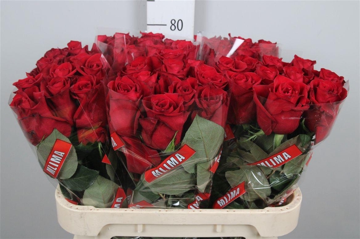 <h4>R Gr Ever Red</h4>