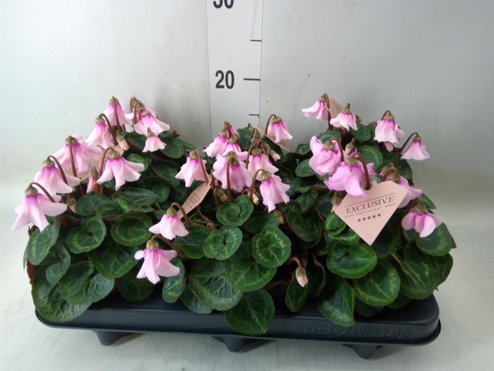 <h4>Cyclamen KL 'Petticoat'</h4>