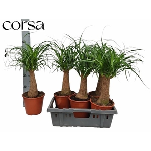 BEAUCARNEA RECUR