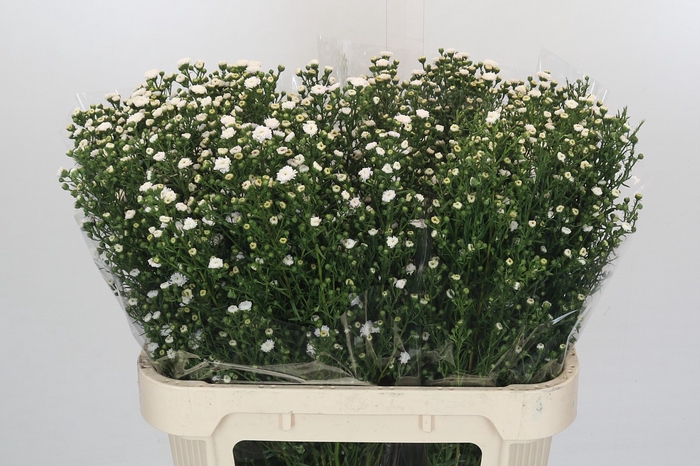 <h4>Aster Pompon</h4>