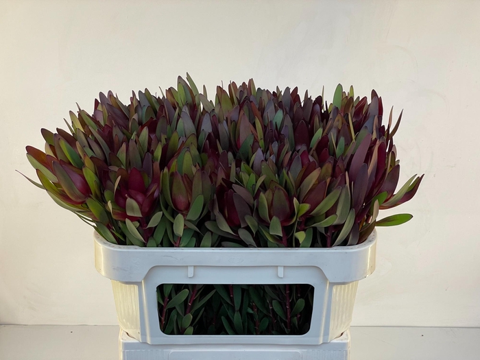 <h4>LEUCAD SAF SUNSET</h4>