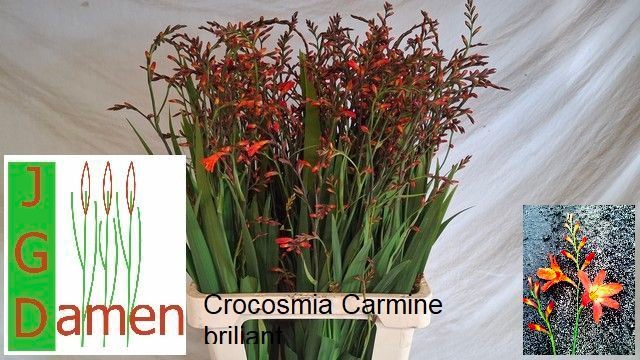 <h4>CROCOS OV</h4>