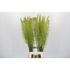 Eremurus Shelford Yellow Sun
