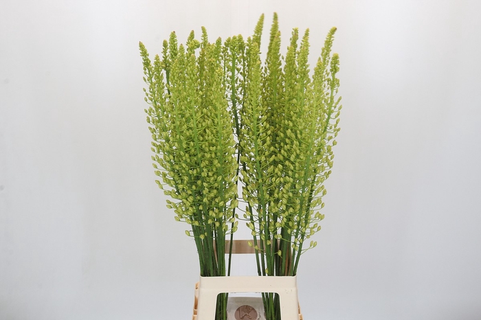 <h4>Eremurus Shelford Yellow Sun</h4>
