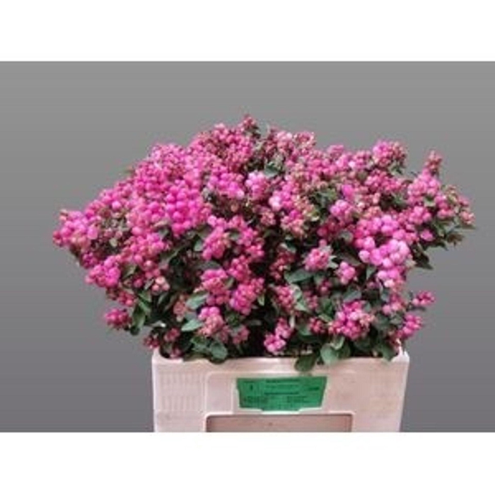 <h4>SYMPHORICARPOS PB 'MAG RUBY FALL'</h4>