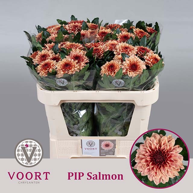 CHR G PIP SALMON