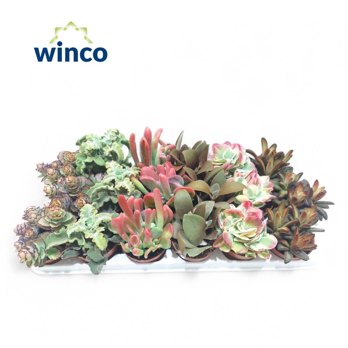 <h4>Kalanchoe Mix (Deluxe)</h4>