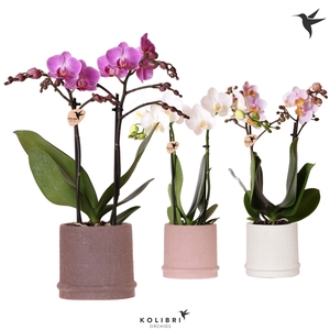 Kolibri Orchids Phalaenopsis mix 2 spike in Bali pot mix