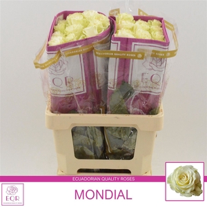 Rosa Gr White Mondial