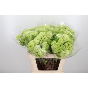 Viburnum Sneeuwbal 2+ Kop