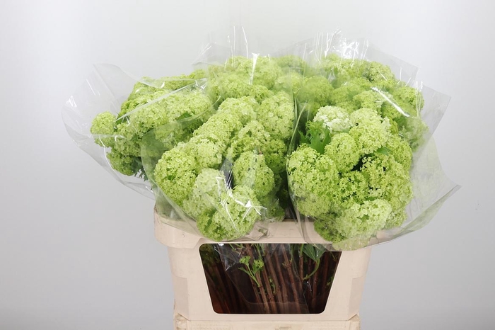 <h4>Viburnum Sneeuwbal 2+ Kop</h4>