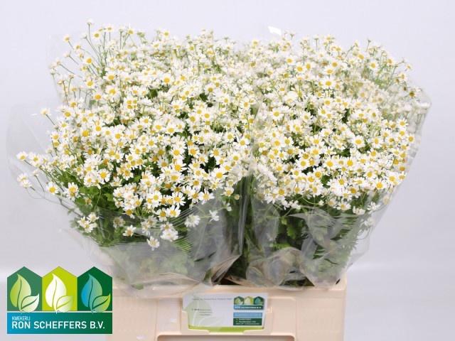 <h4>TANA PA CAMERON</h4>