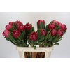 Protea Brenda