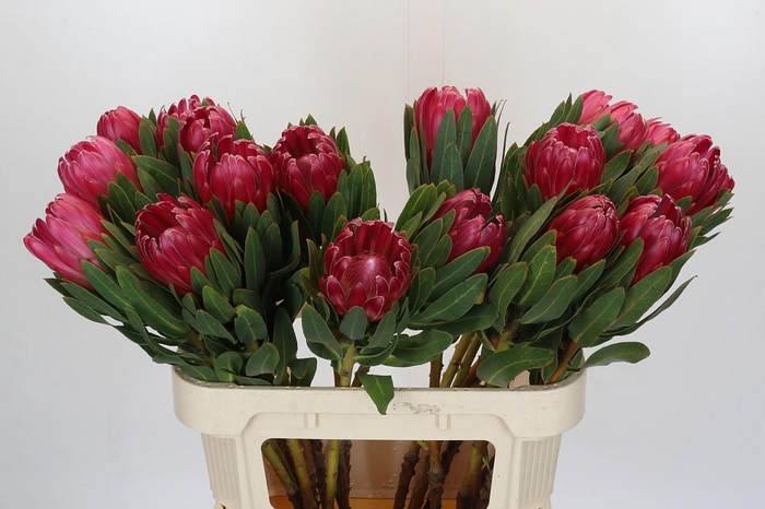 <h4>Protea Brenda</h4>