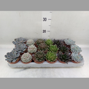 Echeveria   ...mix